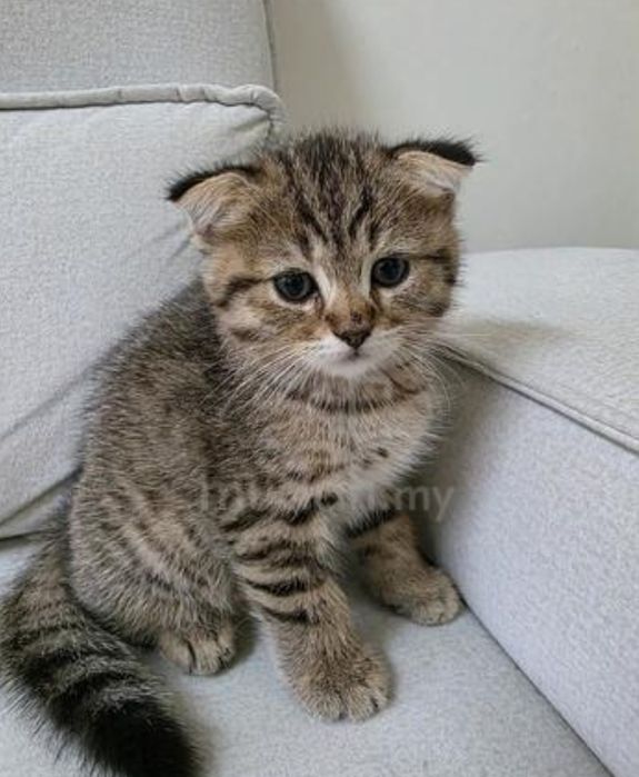 Шотландские котята 1.5 мес девочки