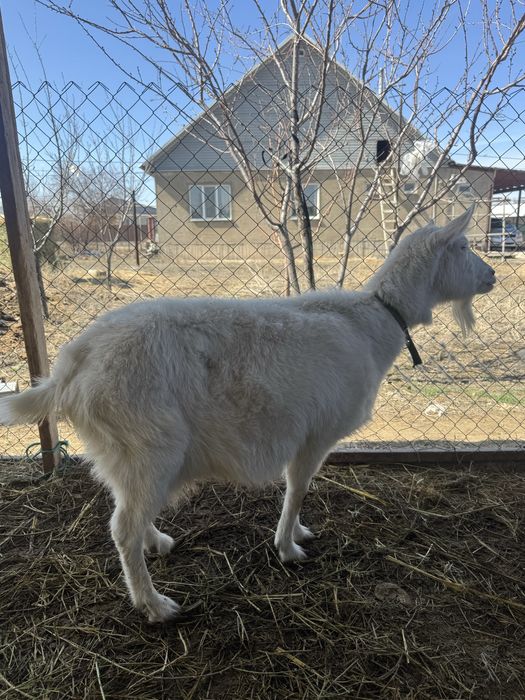 Заненский коза,занен ешкі