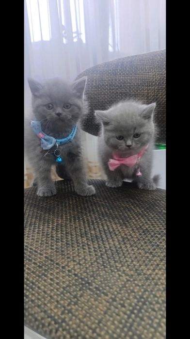 Чистокровные британцы