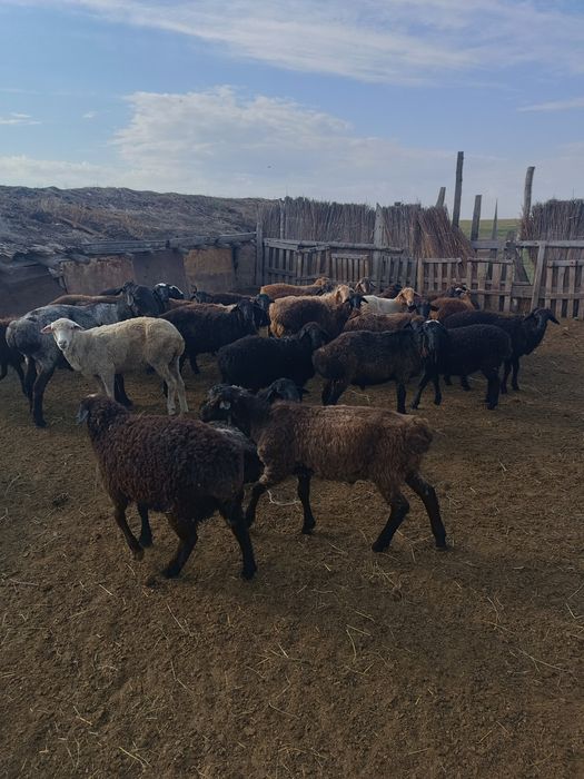 Продаются бараны