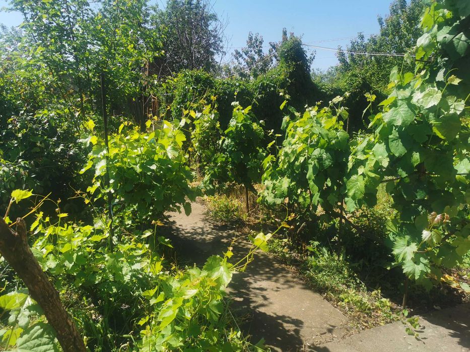 Teren cu casa bătrâneasca de vânzare la tara