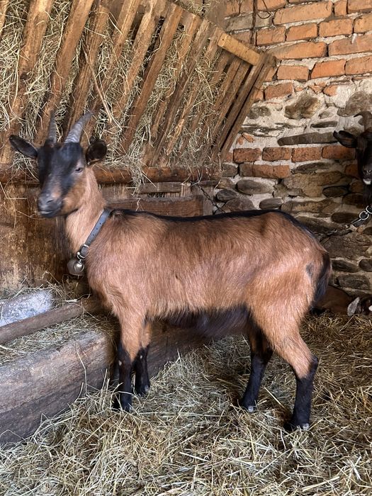 Iada alpina franceza