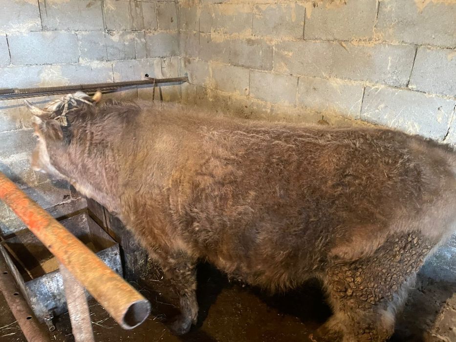 Бұқа сатылады 2 жас