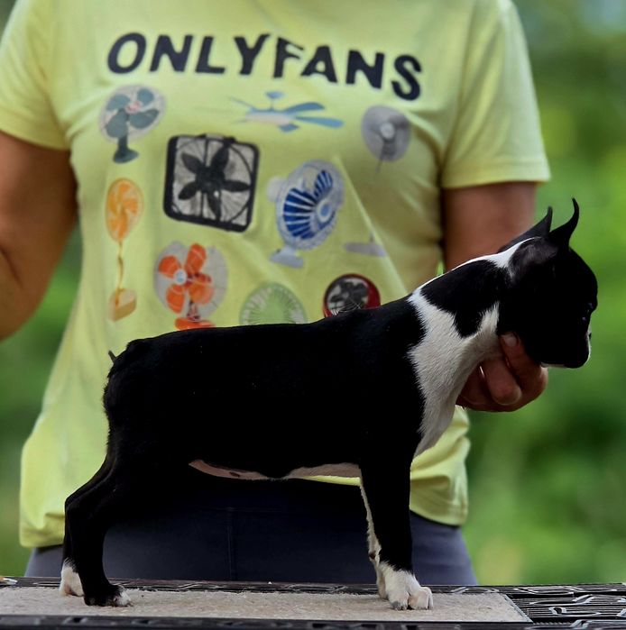 Boston Terrier femela