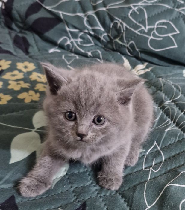 Малки котета британчета
