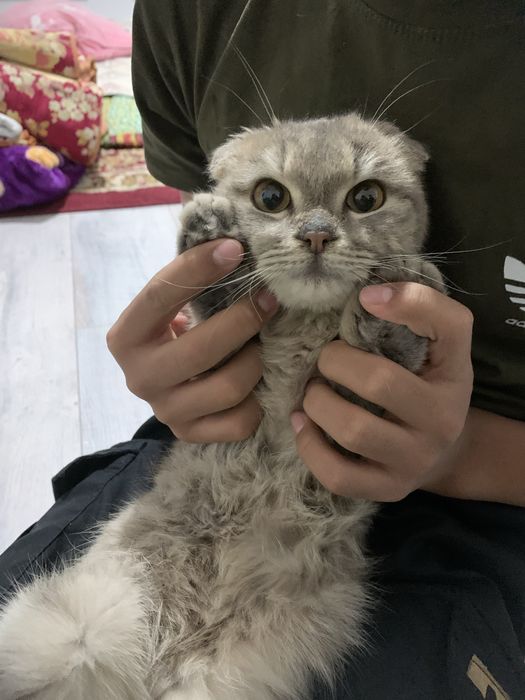 Шотландский мысык