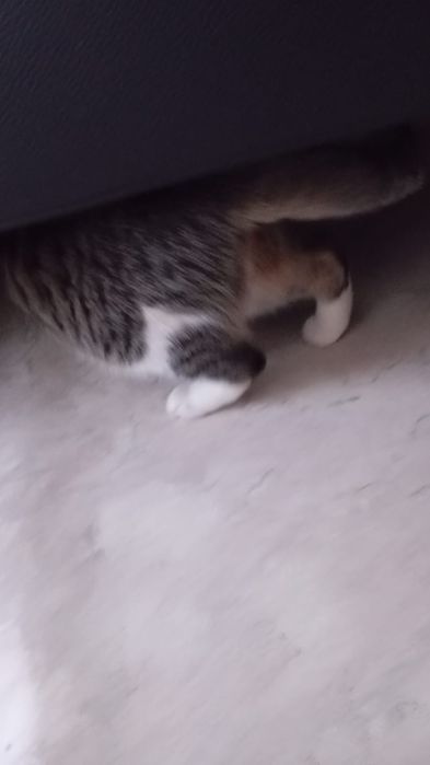 Кошка в добрые руки