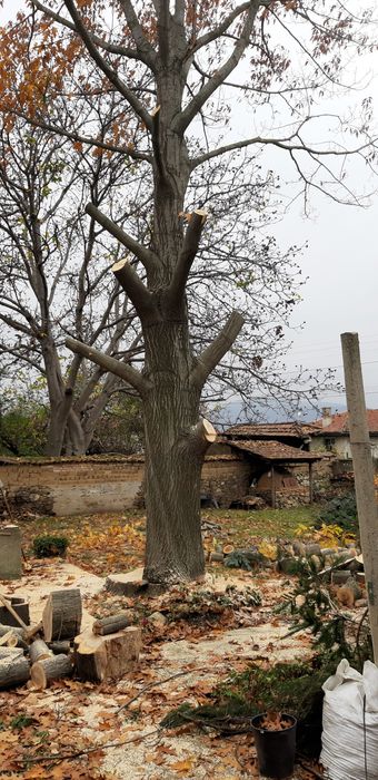 Рязане на дърва за огрев , проваляне на опасни дървета