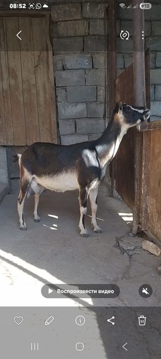 Альпийский сангу ешкі сатылады