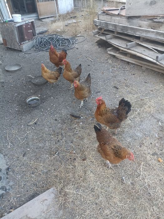 Кучинские куры продам