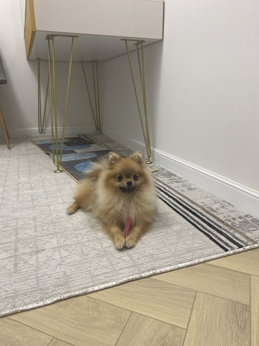 продаю щпиц померанский