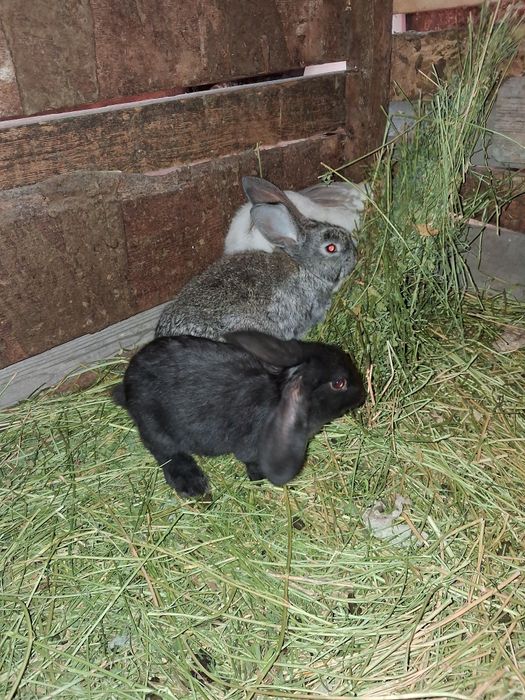Продаю кроликов  от 2000 выше