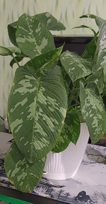 Растение Шигматоглотис