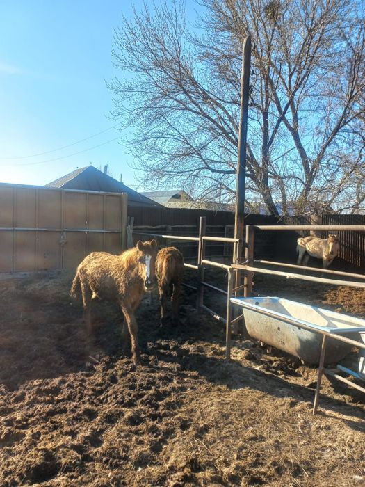 Қысыр бие құнан байтал сатылады откормда