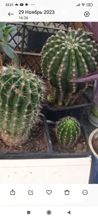 Комнатные растения