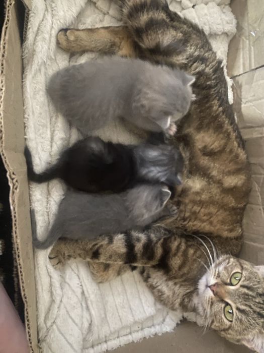 Отдам котят в добрые руки