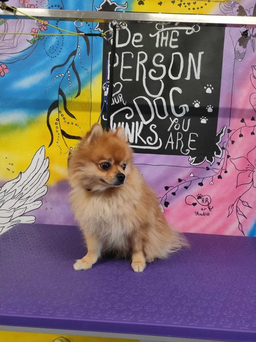 Груминг и разходки за домашни любимци