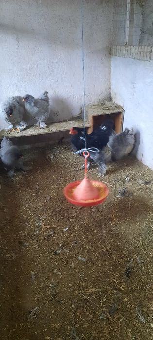 Disponibil pasari brahma, ouă și puișori