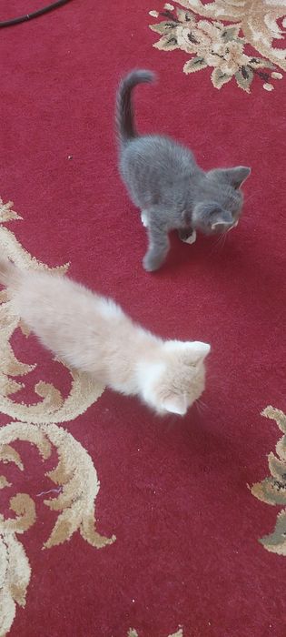 Отдам в хорошие руки