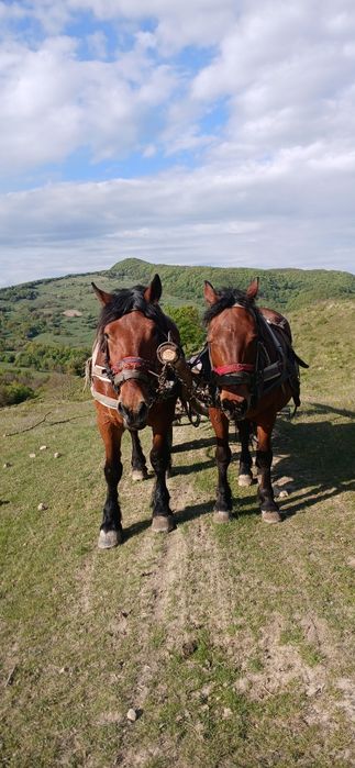 Vănd doi cai buni pentru pădure