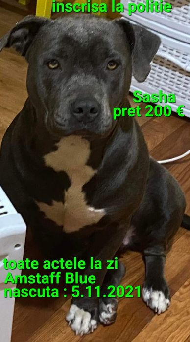 Amstaff o fetita deosebita Blue