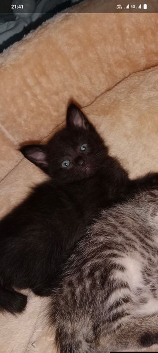 Котята в заботливые руки