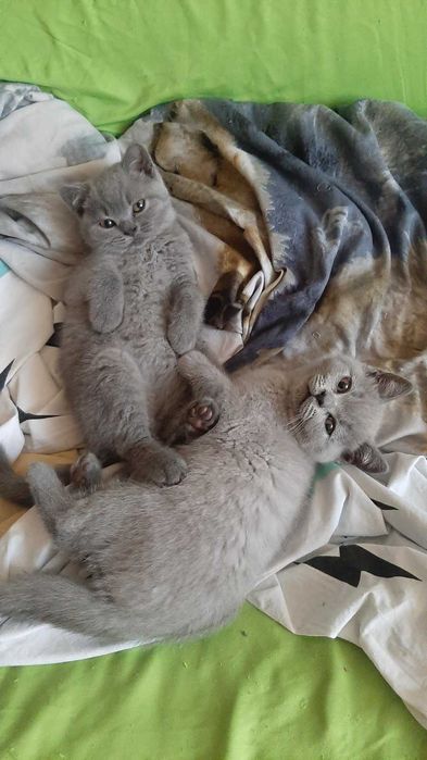 Британска късокосместа котка