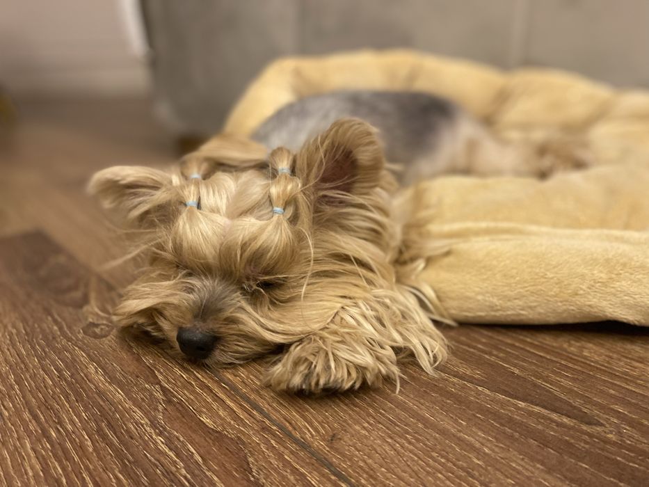 Pet sitter - VIP передержка - присмотр за животными на дому