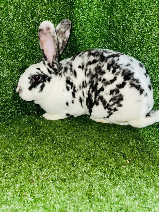 Кролики Рекс разных окрасов