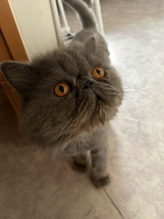 Отдам персидского кота