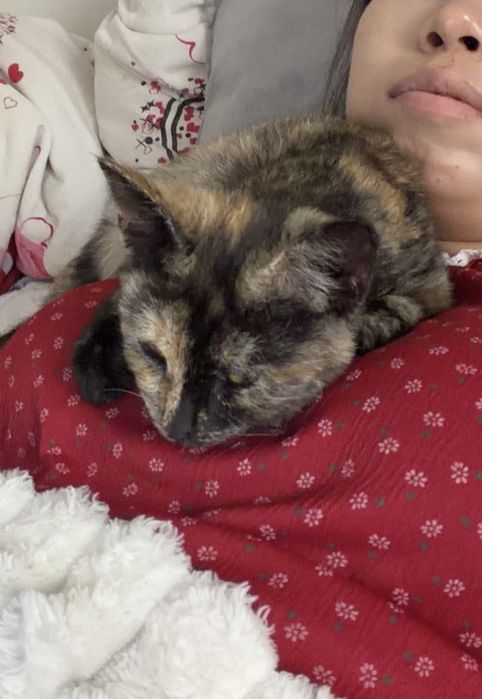 Котенок бесплатно