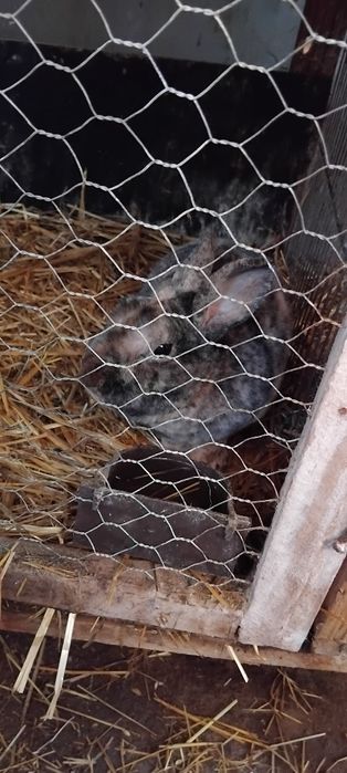 Iepuri rex pitic berbec pitic