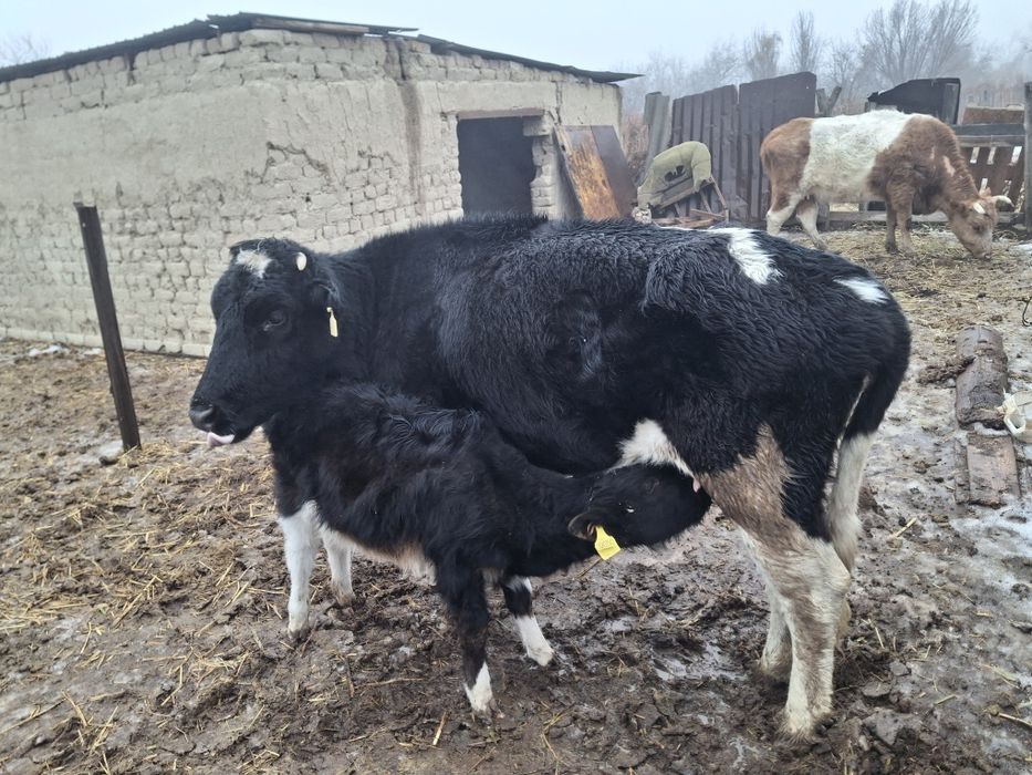 Бұзаулы сиыр 4 тума