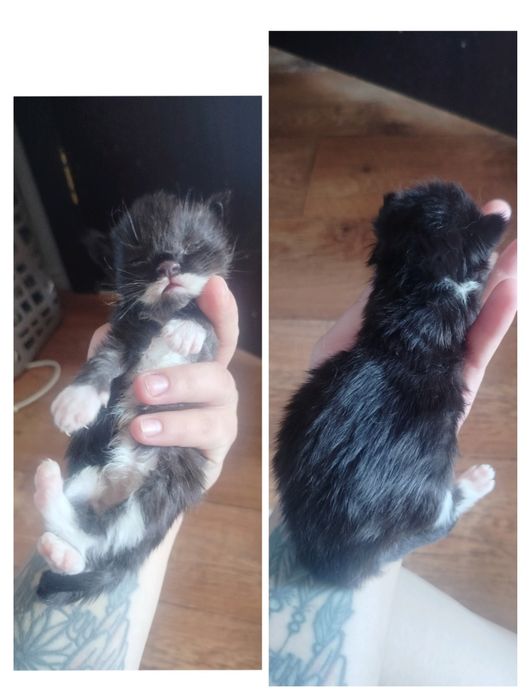 Продам котенка породы мейн кун