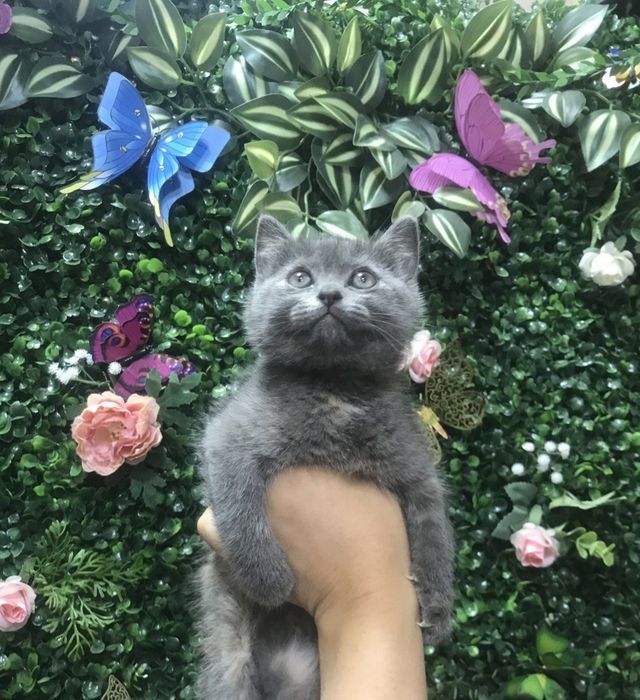 Девочка , 2 месяца, скотиш страйт