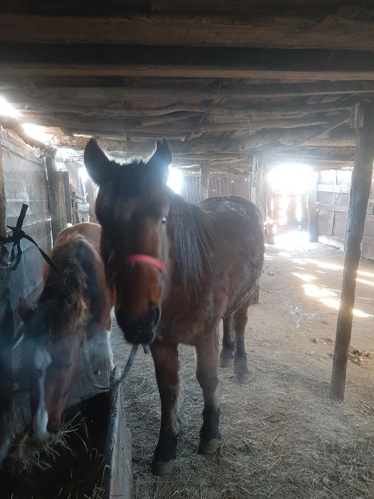 Жылқы сатылады Продаётся лошадь