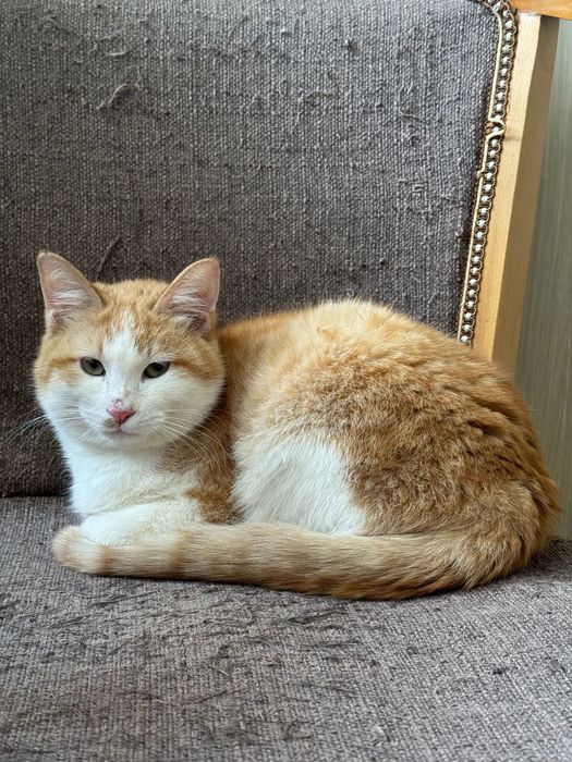 Пристраивается котенок