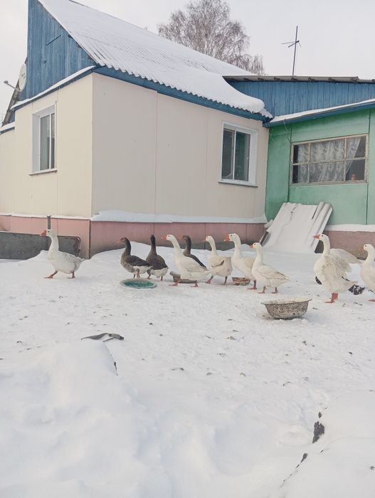 Гуси тяжёлых кросов