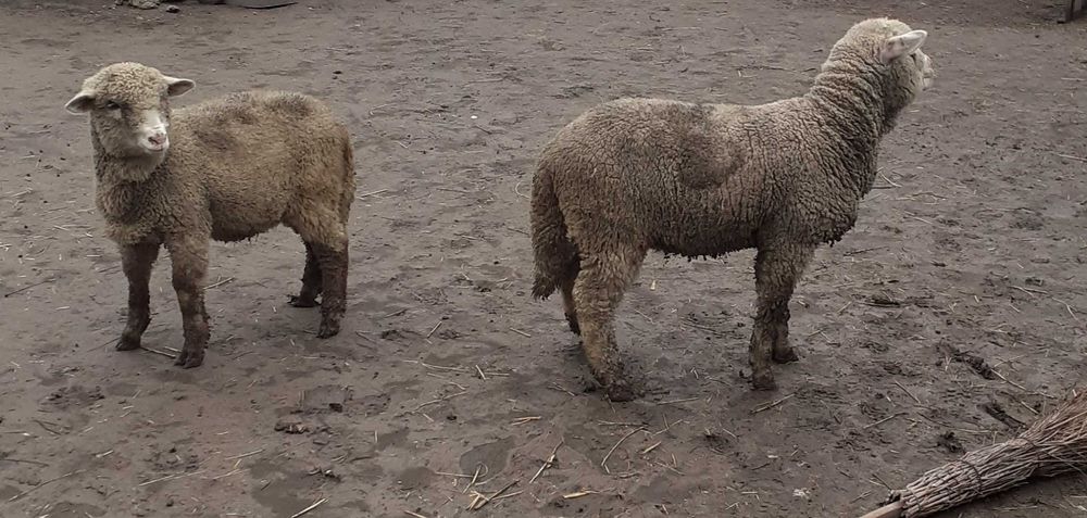 Vand 2 berbecuti merinos