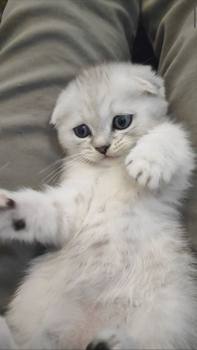 Scottish Fold 2 oylik