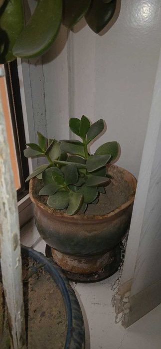 Цветы: филодендрон, шеффлер, фикус каучуконосный, спатифиллум