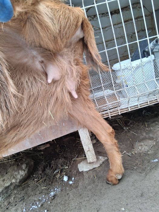 Pentru casa noua capre de 3 ani !