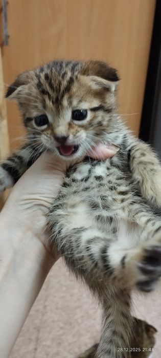 Котята вислоухие