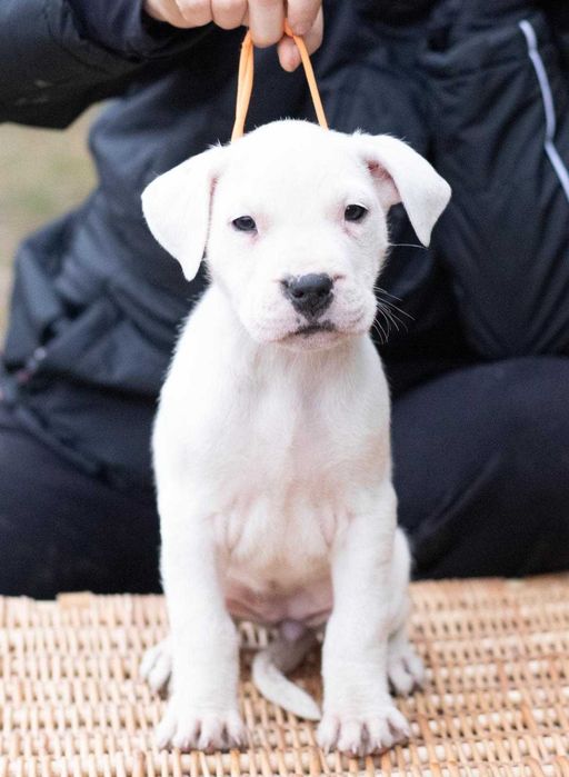 Dog Argentinian 10 saptamani