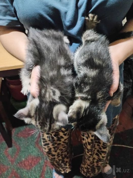 Скотиш страйт котята