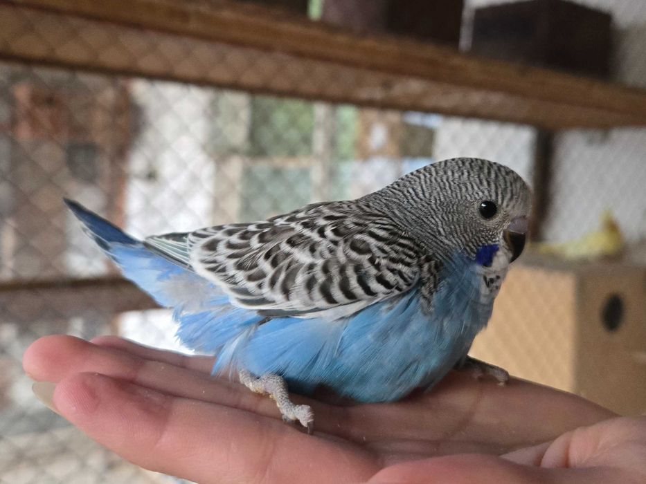 Волнистый попугайчик волнистый попугай