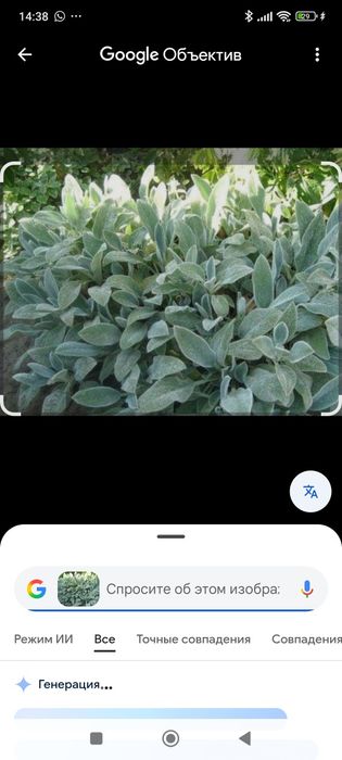 Многолетнии цветы