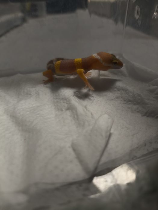 Продам эублифаров малышей