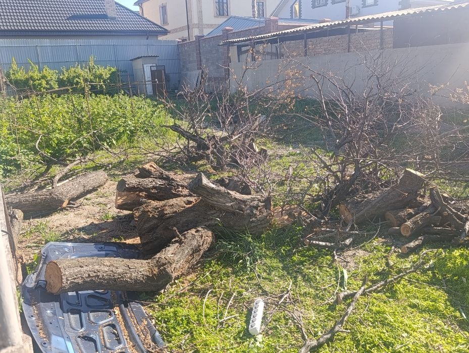 Дерево бесплатно