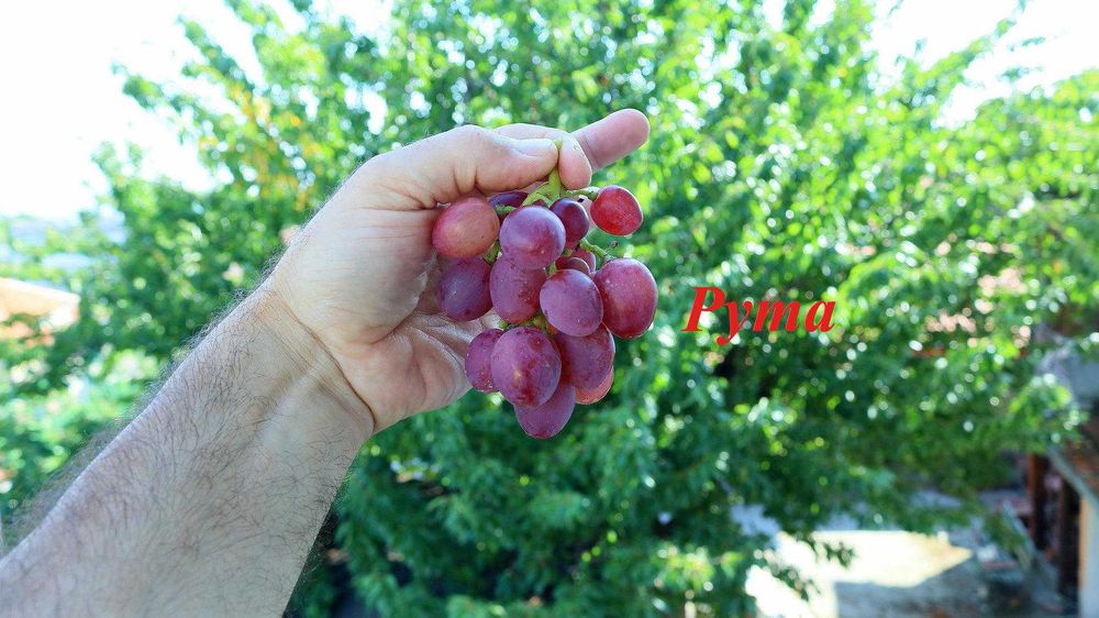 Вкоренени лози. Руски, Украински и Американски сортове.